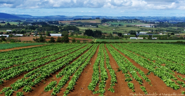 kale-and-leafy-green-plantations